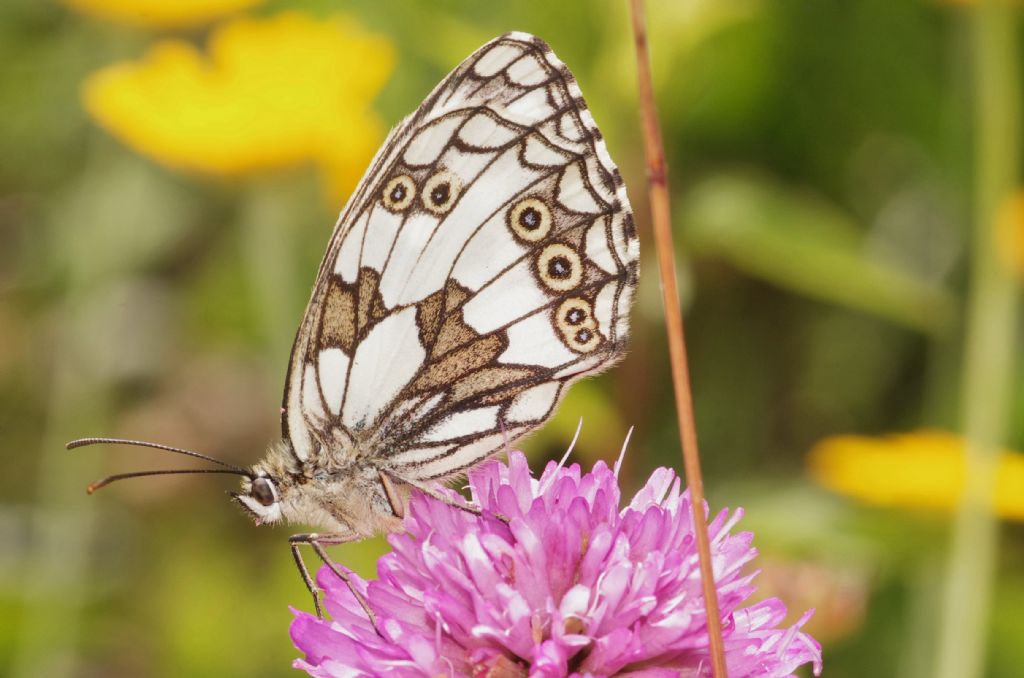 Melanargia galathea decolorata o sottospecie? M. galathea f. leucomelas